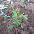 Grevillea