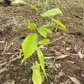 Cacao
