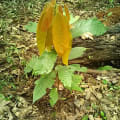 Cacao