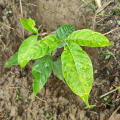 Caoba