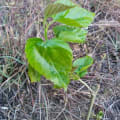 Morera Blanca