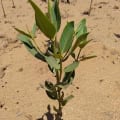 Asiatic Mangrove
