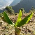 Banane