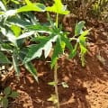 Papaya