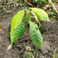 Cacao