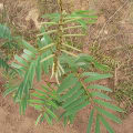 Tefrosia