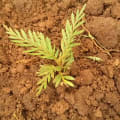 Grevillea