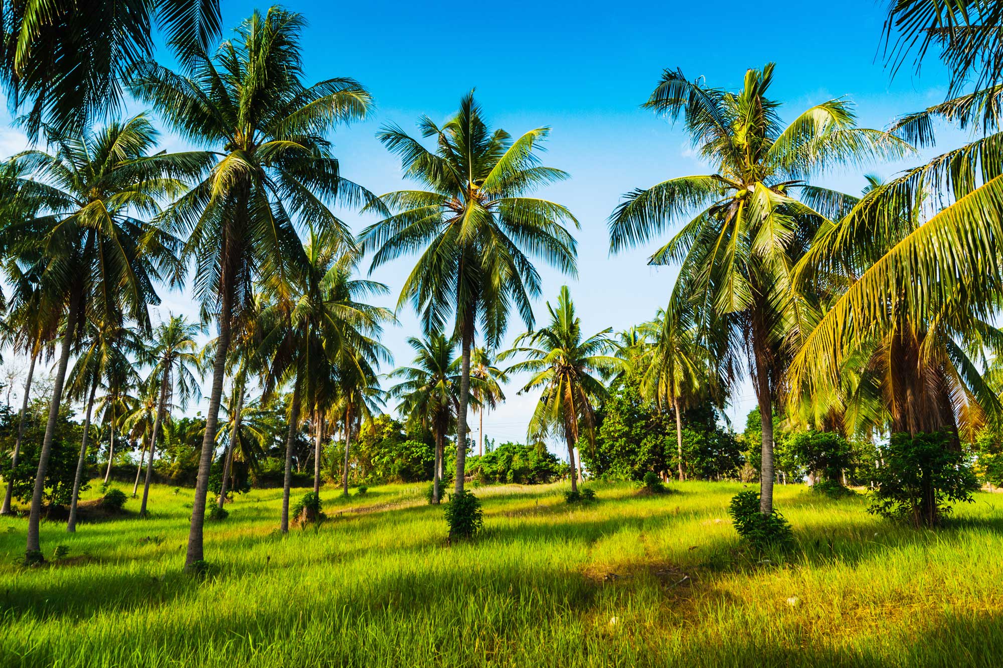 Coconut - What a tree it is | Treedom