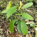 Cacaotier