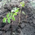 Moringa