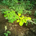 Moringa