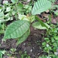 Cacao