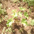 PAIeverGREEN