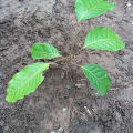 Caoba