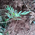 Grevillea