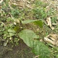 Cacao