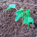 Unconv Papaya