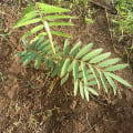 Tefrosia(Suca)