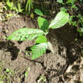 Cacao