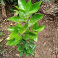 Arancio