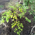 Moringa