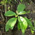 Aguacate