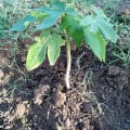 Papaya