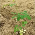 CGV Moringa