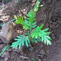 Grevillea