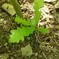 Roverella