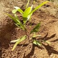 Acacia Mangium