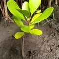 White Mangrove