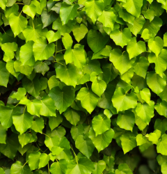 la foresta di officinasottocasa