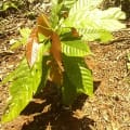 Cacao