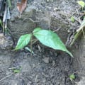 Cacao