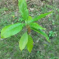 Cacaotier
