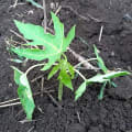 Papaya
