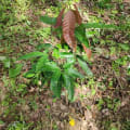 Manguier