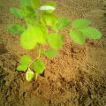 Moringa