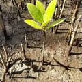 Mangrove Noire