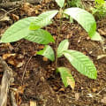 Cacao
