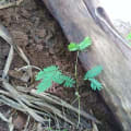 Leucena