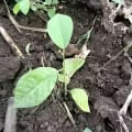 Custard Apple
