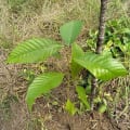 Cacao