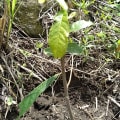 Cacao