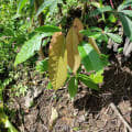 Cacao