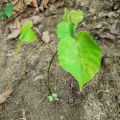 Dynamite Tree