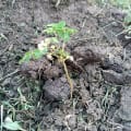 Moringa