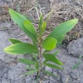 Acacia Mangium