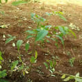 Umbrella Tree
